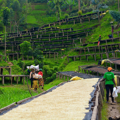 A wide outdoor scene of lush green terraced hillsides with wooden railings and several people walking along a path beside a long sun-drying bed filled with pale yellow crops.