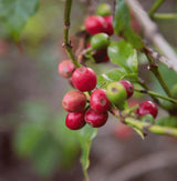 Close-up of coffee cherries on a branch, showing several ripe red berries alongside green unripe ones and green leaves against a blurred natural background.