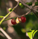 pomegranate infused Yemeni coffee capsules with ripe coffee cherries on branch