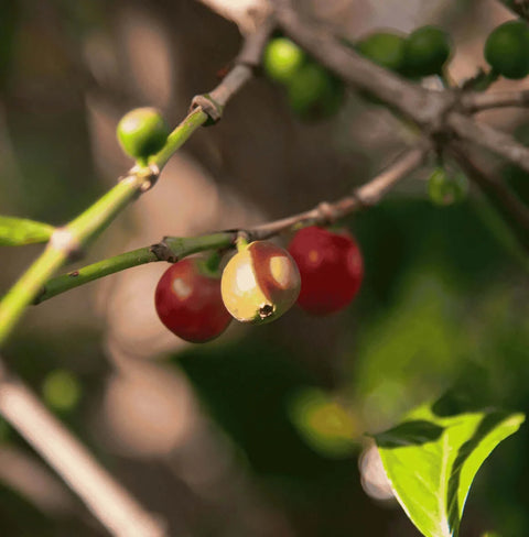 pomegranate infused Yemeni coffee capsules with ripe coffee cherries on branch