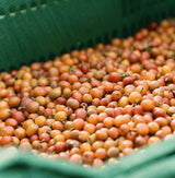 Close-up of small orange-red berries or seeds filling a green basket, with shallow depth of field and soft focus.
