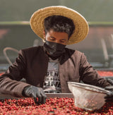 Yemeni coffee beans being hand-sorted by a farmer in a straw hat during premium coffee processing