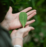 Hand holding a green leaf representing the natural source of Traditional Yerba Mate.