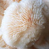 Lion's Mane Mushroom Powder supplement featuring fresh lion's mane mushroom texture for cognitive support