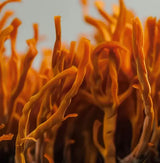 Cordyceps Mushroom Powder with vibrant orange cordyceps fungi, natural energy support for workouts and daily vitality