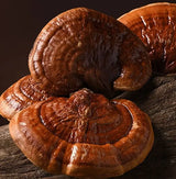 Reishi Mushroom Powder on reishi mushrooms, a natural supplement for relaxation and restful sleep