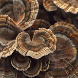 Turkey Tail Mushroom Powder featuring turkey tail mushroom caps for gut support and microbiome balance