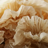 Tremella Mushroom Powder in delicate creamy mushroom texture, supporting hydration, antioxidants and skin moisture