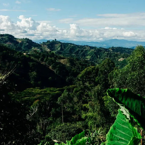 Colombia El Diviso - Image 3